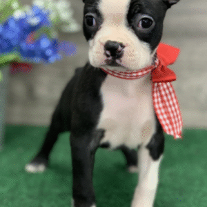🐾 Gia – Weibliche Boston Terrier Welpe zu verkaufen (12 Wochen alt)