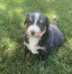 🐾 Charles – Berner Sennenhund Rüde – 12 Wochen alt