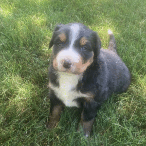 🐾 Charles – Berner Sennenhund Rüde – 12 Wochen alt