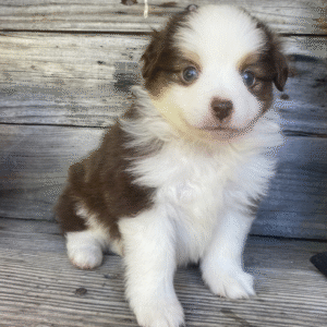 🐾 Brandy – Australian Shepherd Hündin – 12 Wochen alt