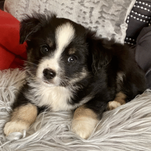 🐕 Beebob – Australian Shepherd Rüde – 12 Wochen alt