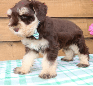 🐾 Theo – Miniature Schnauzer Rüde – 12 Wochen alt