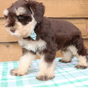 🐾 Theo – Miniature Schnauzer Rüde – 12 Wochen alt