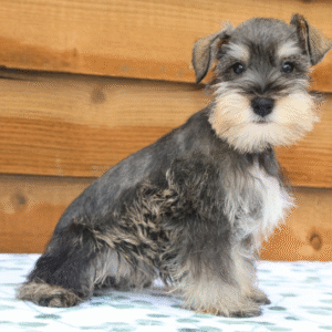 🐶 Kandi – Miniature Schnauzer Hündin – 12 Wochen alt