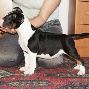 🐾 Teri – Männlicher Miniature Bullterrier Welpe zu verkaufen (12 Wochen alt)