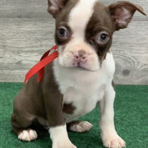 🐶 Gavin – Männlicher Boston Terrier Welpe zu verkaufen (12 Wochen alt)