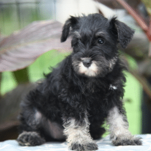 🐾 Fluffy – Miniature Schnauzer Hündin – 12 Wochen alt
