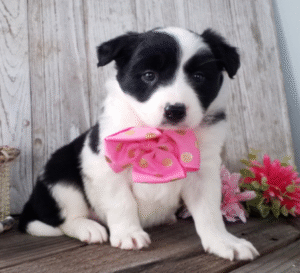 🐾 Tanji – Premium Border Collie Welpen Hündin (12 Wochen) | welpe-kaufe.pro