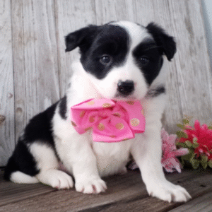 🐾 Tanji - Premium Border Collie Welpen Hündin (12 Wochen) | welpe-kaufe.pro