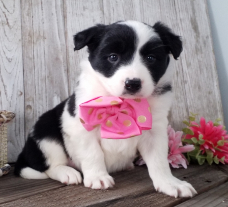 🐾 Tanji - Premium Border Collie Welpen Hündin (12 Wochen) | welpen-kauf.de