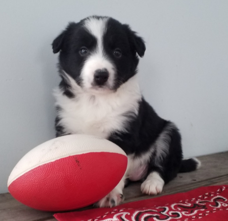 🐾 Pahl - Premium Border Collie Rüde (12 Wochen) | Champion-Blutlinie | welpen-kauf.de