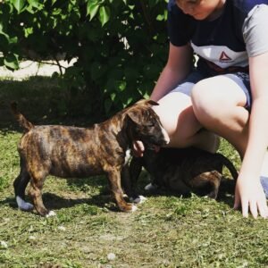 🐾 Kayla – Weiblicher Bullterrier Welpe zu verkaufen (12 Wochen alt)