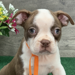 🐾 Gabe – Männlicher Boston Terrier Welpe zu verkaufen (12 Wochen alt)