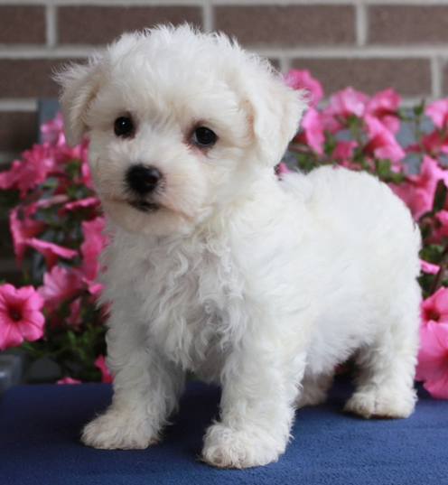 🎀 Beauty – Bichon Frisé Hündin – 12 Wochen alt - Image 2
