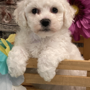 🐾 Admiral – Bichon Frisé Rüde – 12 Wochen alt