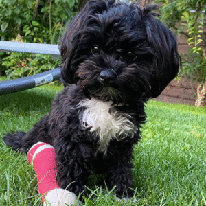 🐾 Max – Bolonka Zwetna Rüde – 12 Wochen alt