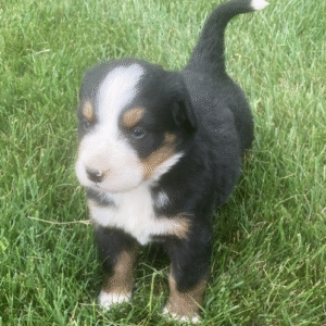 🐾 Bailey – Berner Sennenhund Rüde – 12 Wochen alt