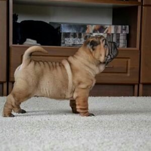 shar pei welpen kaufen berlin