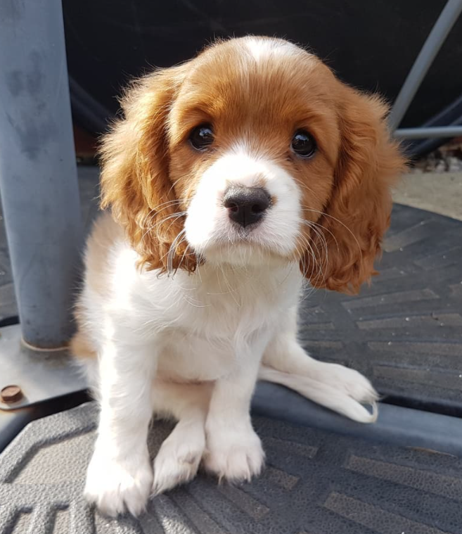 🐶 Cavalier King Charles Spaniel Welpen kaufen | welpe-kaufe.pro