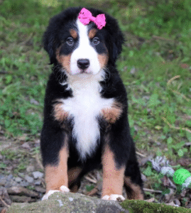 🐾 Savannah – Berner Sennenhund Hündin – 12 Wochen alt