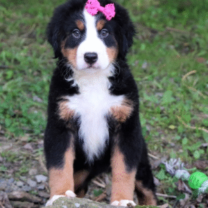 🐾 Savannah – Berner Sennenhund Hündin – 12 Wochen alt
