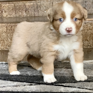 🐶 Lilli – Australian Shepherd Hündin – 12 Wochen alt