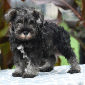🐶 Faye – Miniature Schnauzer Hündin – 12 Wochen alt
