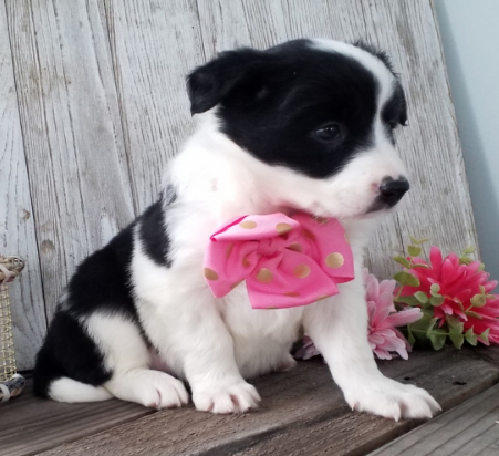 🐾 Tanji - Premium Border Collie Welpen Hündin (12 Wochen) | welpen-kauf.de - Image 3