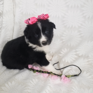 🐾 Cindy - Traumhafter Border Collie Welpe (12 Wochen) | welpe-kaufe.pro