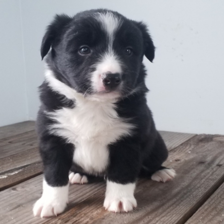 Border Collie Welpen kaufen 🐕 – Intelligente & Lebhafte Begleiter | welpe-kaufe.pro