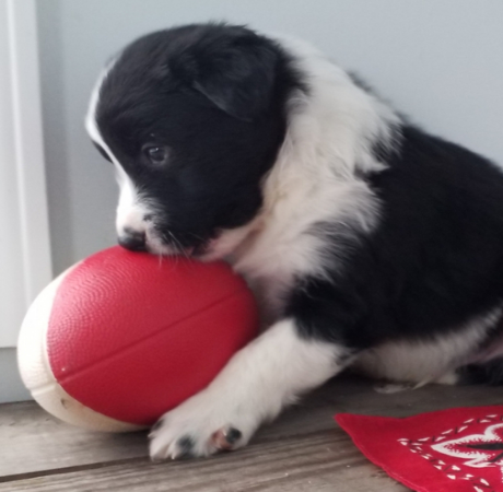 🐾 Pahl - Premium Border Collie Rüde (12 Wochen) | Champion-Blutlinie | welpen-kauf.de - Image 2