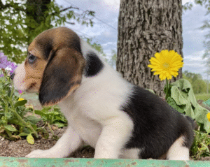 🐾 Scooter – Beagle Welpe Rüde (12 Wochen) | Jetzt kaufen auf welpe-kaufe.pro 🏆