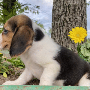 🐾 Scooter - Beagle Welpe Rüde (12 Wochen) | Jetzt kaufen auf welpen-kauf.de 🏆