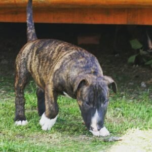 🐾 Max – Männlicher Miniature Bullterrier Welpe zu verkaufen (12 Wochen alt)