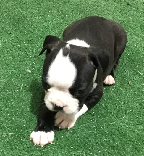 🐾 Jerry – Männlicher Boston Terrier Welpe zu verkaufen (12 Wochen alt) - Image 3