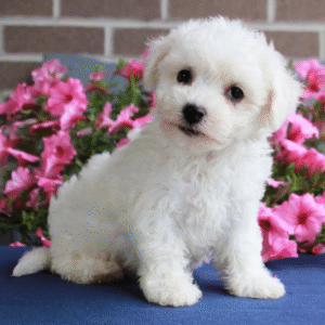 🎀 Beauty – Bichon Frisé Hündin – 12 Wochen alt
