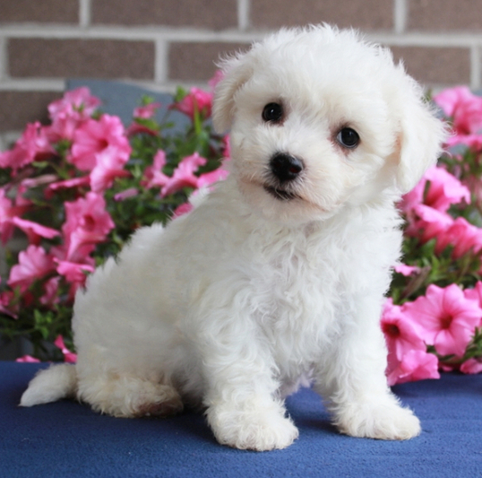 🎀 Beauty – Bichon Frisé Hündin – 12 Wochen alt
