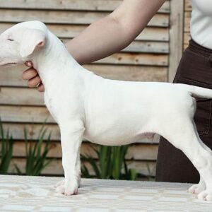 🐾 Billy – Männlicher Bullterrier Welpe zu verkaufen (12 Wochen alt)