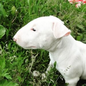 🐾 Sandi – Weiblicher Bullterrier Welpe zu verkaufen (12 Wochen alt)