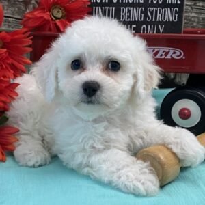 🐶 Thor – Bichon Frisé Rüde – 12 Wochen alt