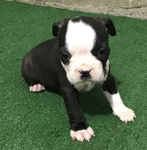 🐾 Jerry – Männlicher Boston Terrier Welpe zu verkaufen (12 Wochen alt)