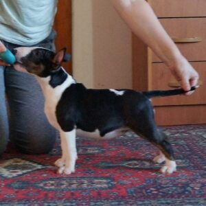 🐾 Cindy – Weiblicher Miniature Bullterrier Welpe zu verkaufen (12 Wochen alt)
