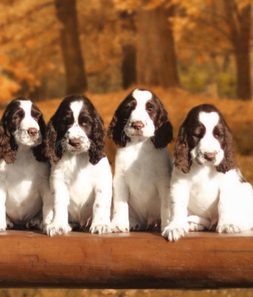 🐕 English Springer Spaniel Welpen kaufen | welpe-kaufe.pro