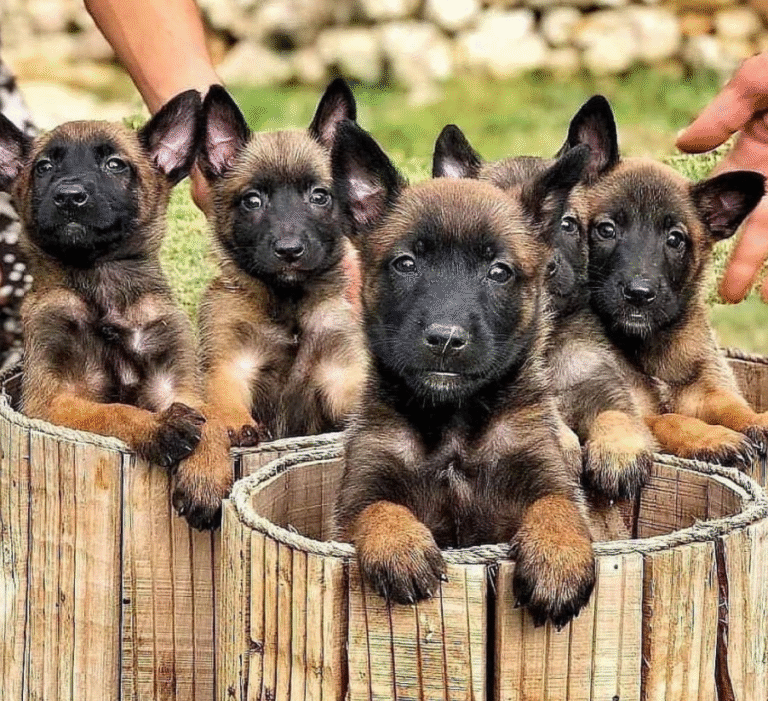 Malinois Welpen kaufen – Hochleistungshunde mit Charakter | welpe-kaufe.pro