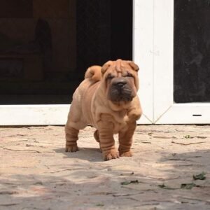 shar pei welpen kaufen österreich