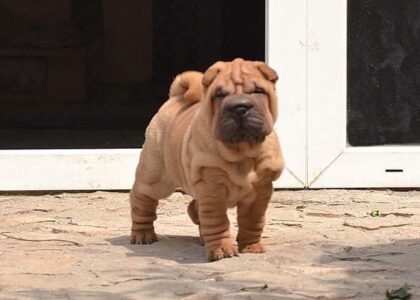 shar pei welpen kaufen österreich