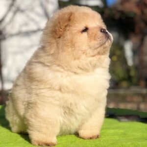 🐾 Molly - Premium Chow Chow Welpen Hündin (12 Wochen) | welpen-kauf.de