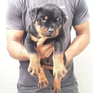 🐾 Machin – Männlicher Rottweiler Welpe, 12 Wochen alt 🐶💙