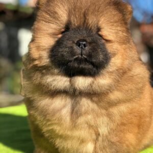 🐾 Rosie - Premium Chow Chow Welpen Hündin (12 Wochen) | welpen-kauf.de