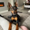 Sam – Männlicher Miniature Pinscher Welpe (Mini Pin) zu verkaufen | welpe-kaufe.pro